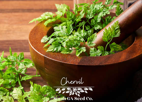 Chervil