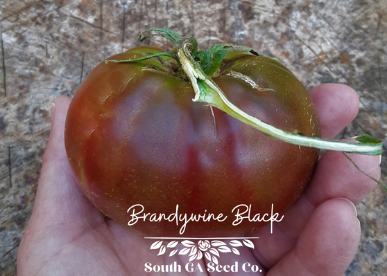 Brandywine Black Tomato