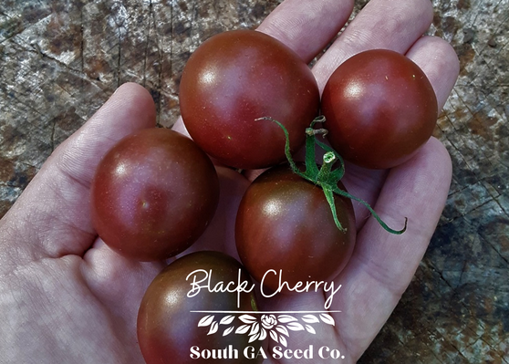 Black Cherry Tomato