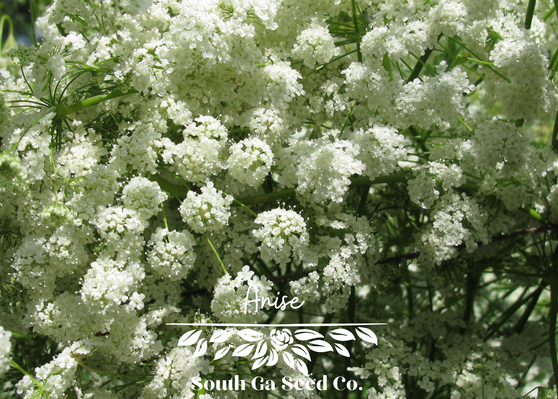 Anise
