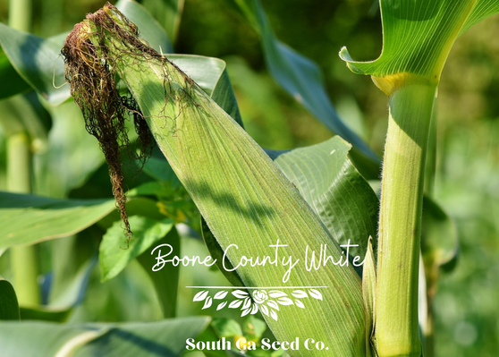 Boone County White Corn