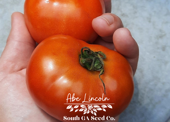 Abe Lincoln Tomato
