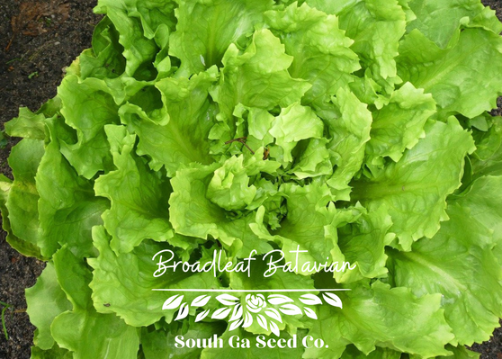 Broadleaf Batavian Endive