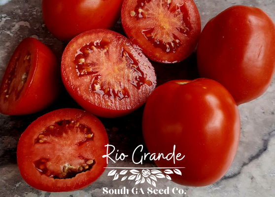 Rio Grande Tomato