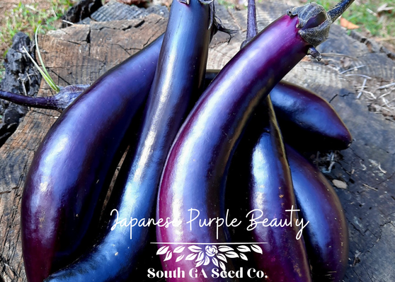 Japanese Purple Beauty Eggplant