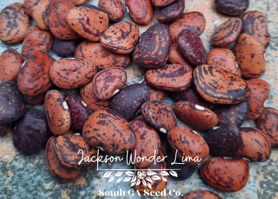 Jackson Wonder Lima