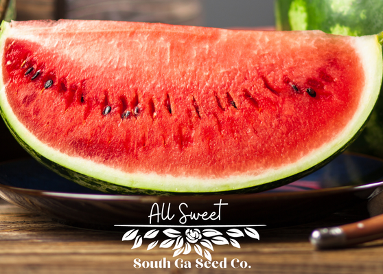 All Sweet Watermelon 
