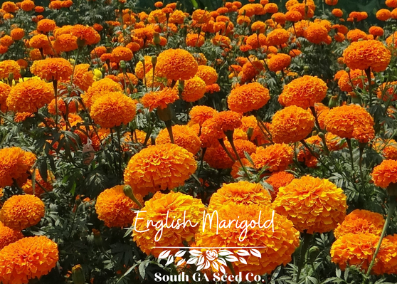 English Marigold 