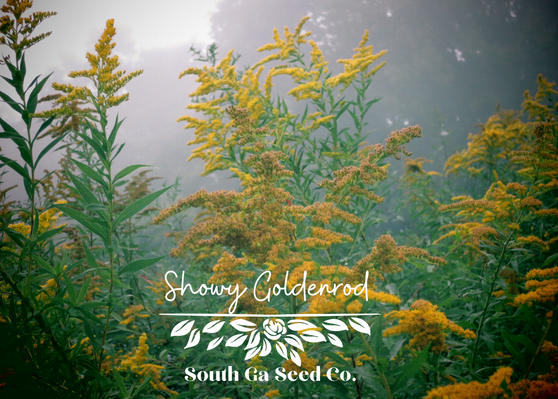 Showy Goldenrod