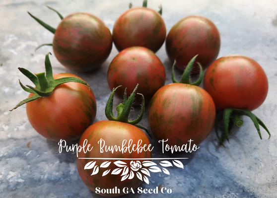 Purple Bumblee Bee Tomato