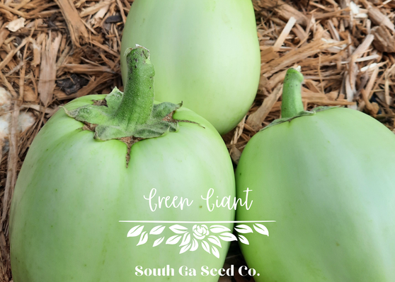 Green Giant Eggplant