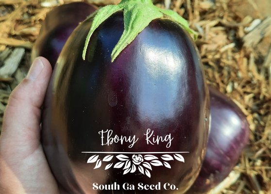 Ebony King Eggplant