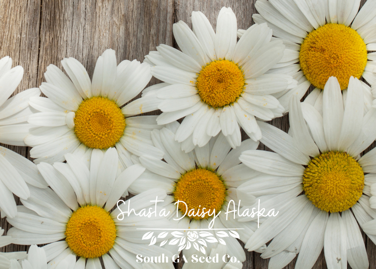 Shasta Daisy Alaska