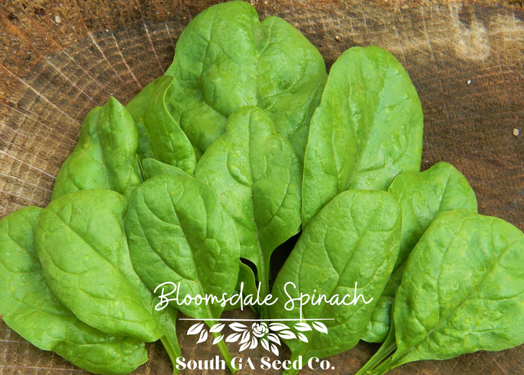 Bloomsdale Long Standing Spinach