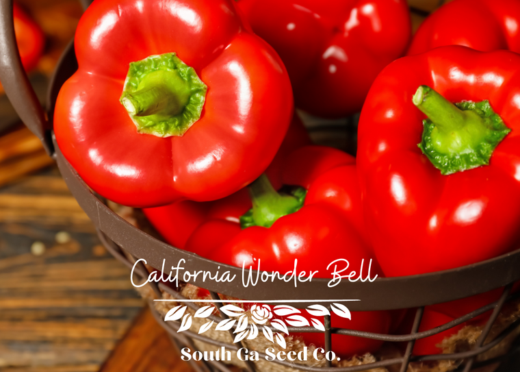 California Wonder Bell Pepper