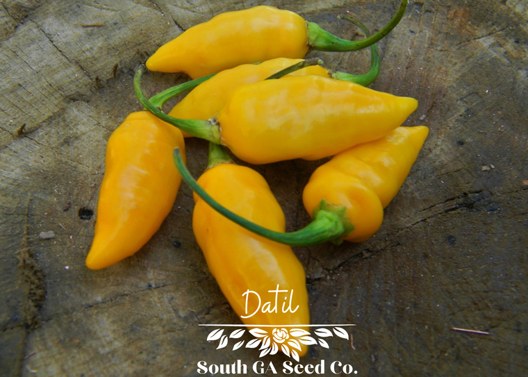 Datil Pepper