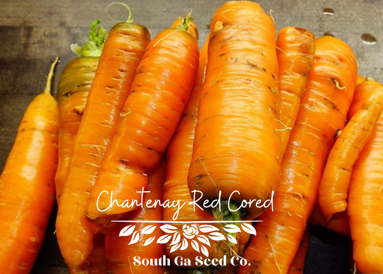 Chantenay Red Cored Carrot