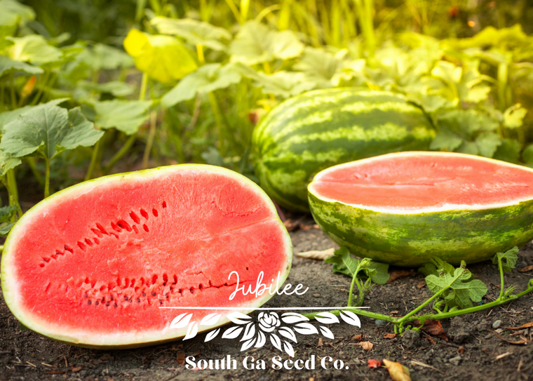Jubilee Watermelon