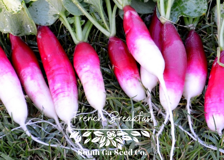 French Breakfast Radish