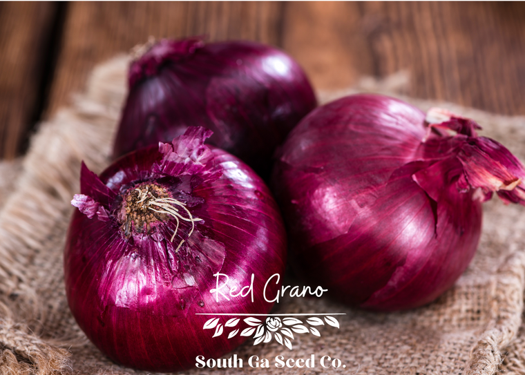 Red Grano Onion