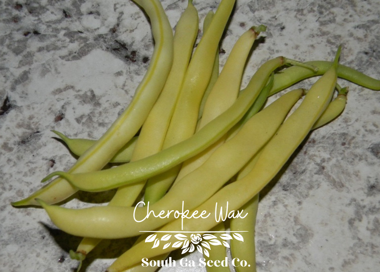 Cherokee Wax Bush Bean