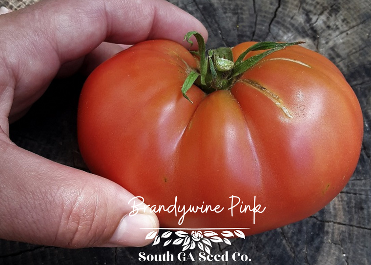 Brandywine Pink Tomato