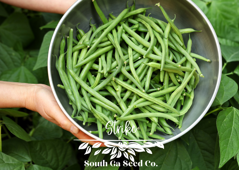 Heirloom Strike Bush Bean Seeds | South Ga Seed Co