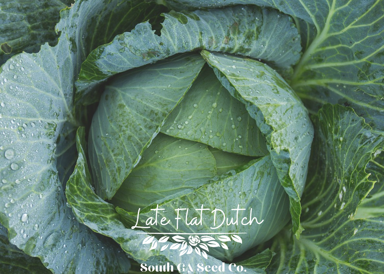 Late Flat Dutch Cabbage Seeds