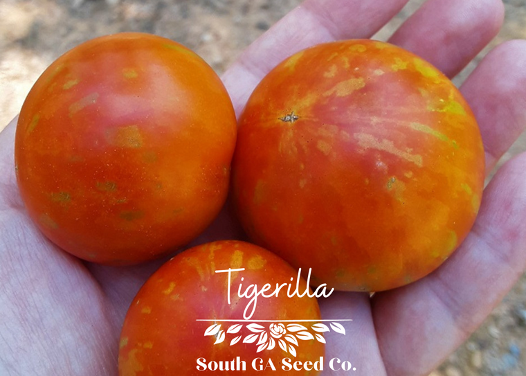 Tigerilla Tomato