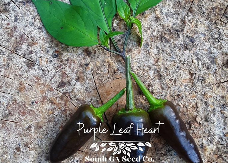 Purple Leaf Heart Pepper