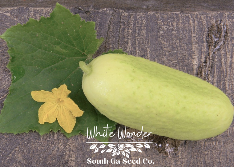 White Wonder Cucumber