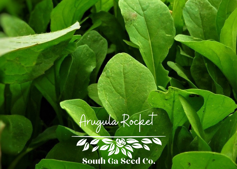 Rocket Arugula Seeds (Aka Roquette) | Heirloom | Organic