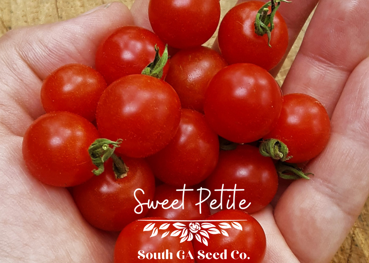 Sweet Petite Tomato