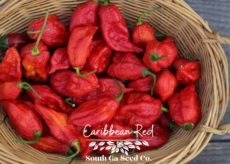 Caribbean Red Habanero Pepper