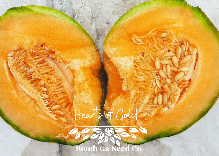 Hearts of Gold Cantaloupe Melon