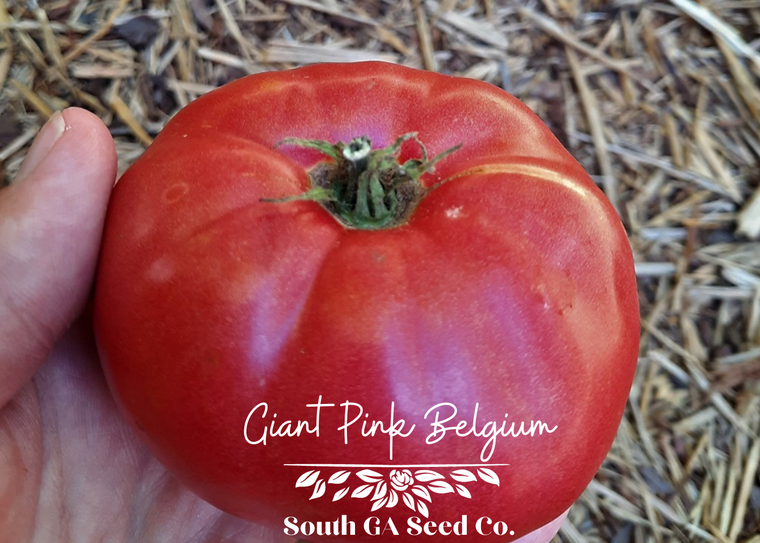 Giant Pink Belgium Tomato