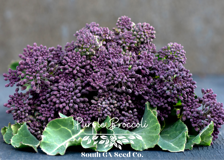 Purple Broccoli 