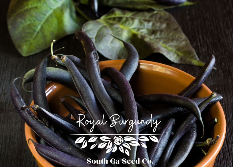 Royal Burgundy Bush Bean