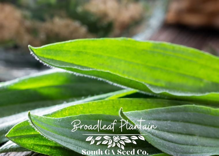 Broadleaf Plantain Wild Edible