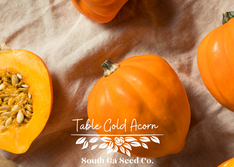 Table Gold Acorn Squash