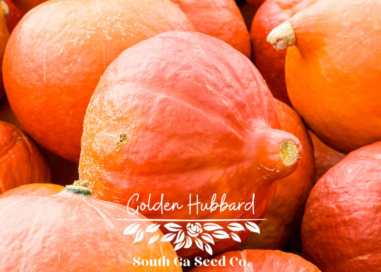 Golden Hubbard