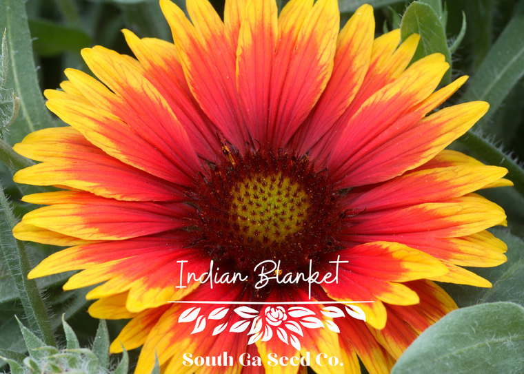 Indian Blanket Flower