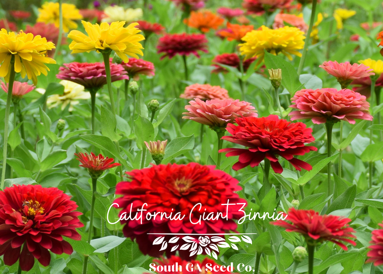 California Giant Zinnia