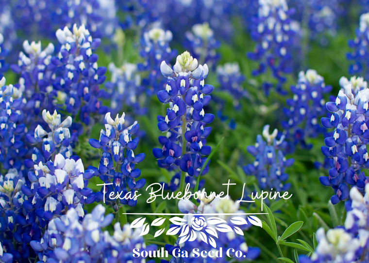 Heirloom Texas Bluebonnet Lupine Seeds | South GA Seed Co