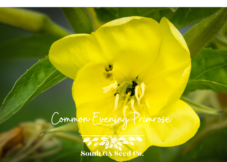 Common Evening Primrose