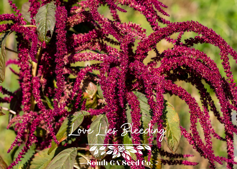 Love Lies Bleeding