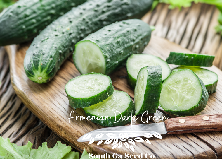 Armenian Dark Green Cucumber
