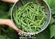 Heirloom Strike Bush Bean Seeds | South Ga Seed Co