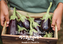 Black Beauty Eggplant in wooden crate.