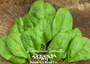 Bloomsdale Long Standing Spinach